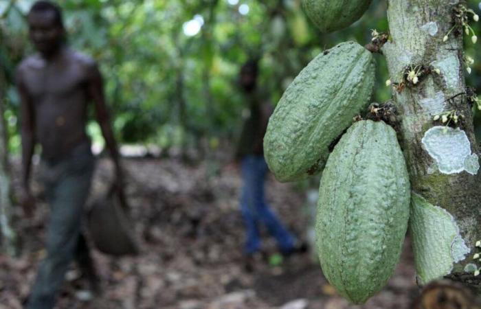 In video – More sustainable, agroforestry is making a comeback in cocoa production