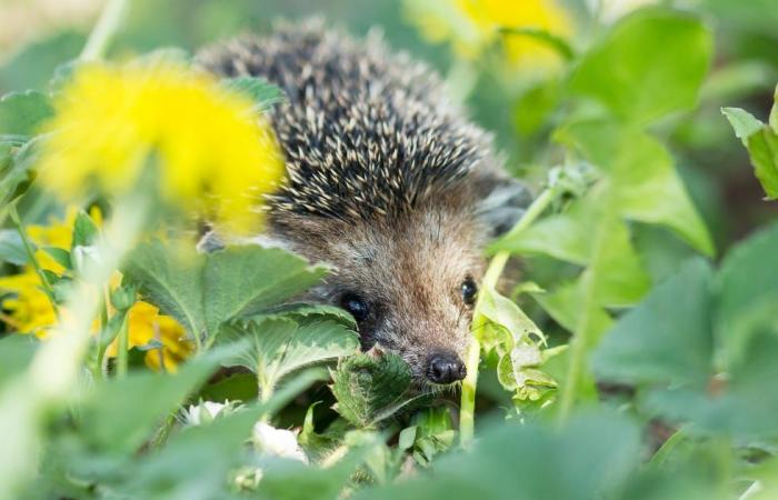 How to help wildlife thrive in your winter garden