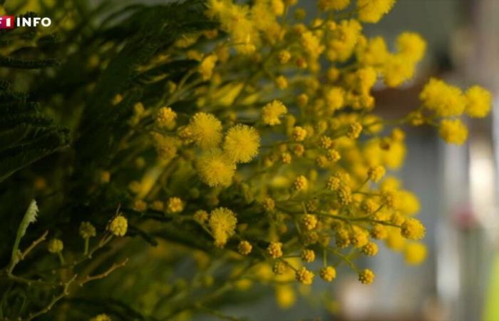 “Completely peeled” stems: in the south of France, the fear of a catastrophic mimosa harvest