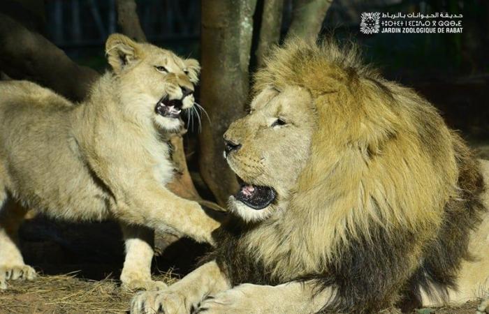 National Zoological Garden, Rabat’s most visited attraction