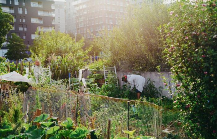 Saint-Ouen concretely improves the health of Audonians thanks to its greening policy – News