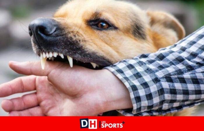 Child killed by dogs in Mons: “Dogs remain predators, they are all dangerous”, warns a veterinarian and canine behaviorist