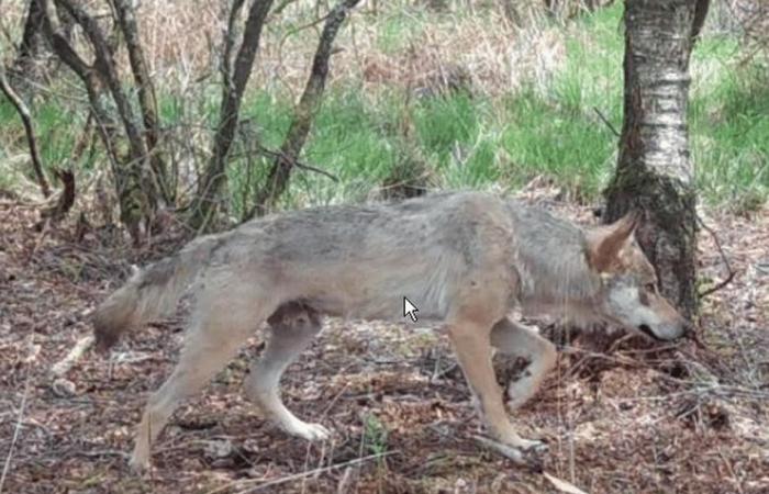 An amateur photographer comes face to face with a wolf bathing in the Laïta