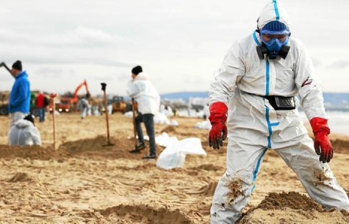 “30,000 birds risk dying”: in Russia, ecological disaster on the shores of the Black Sea