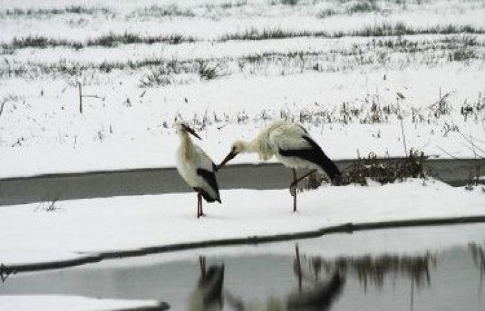 The stork population is increasing in Switzerland