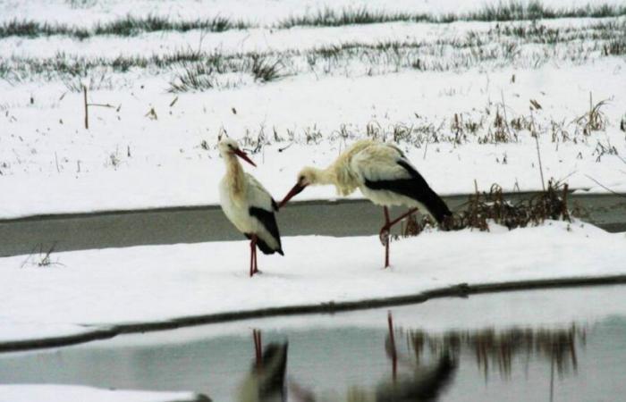 Despite negative temperatures: More storks spend the winter in Switzerland