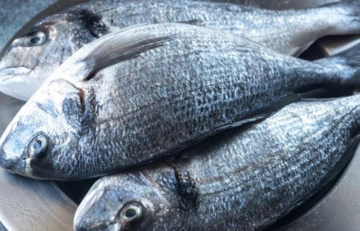 High in mercury, what fish should be consumed in moderation? : News