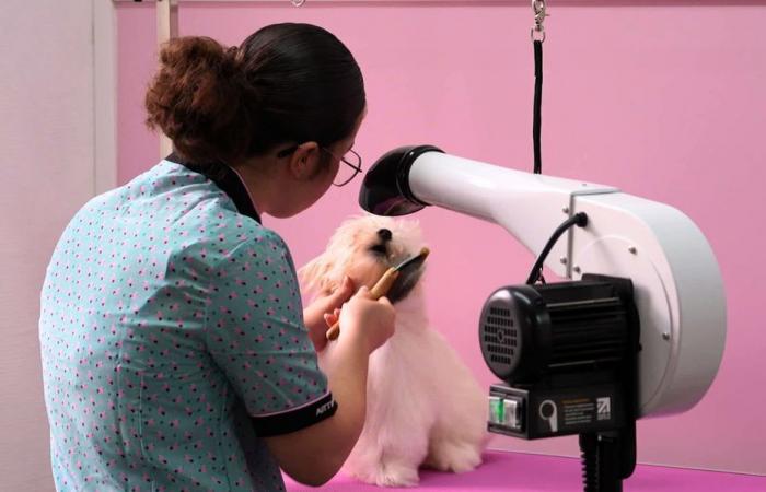 “Taking care of a dog is important for its health”, this best apprentice in France opened her grooming salon