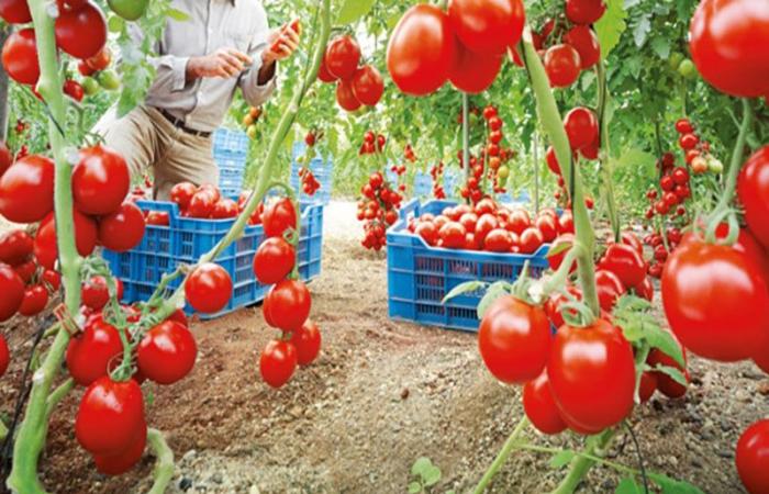 Morocco, an essential supplier of tomatoes for the EU