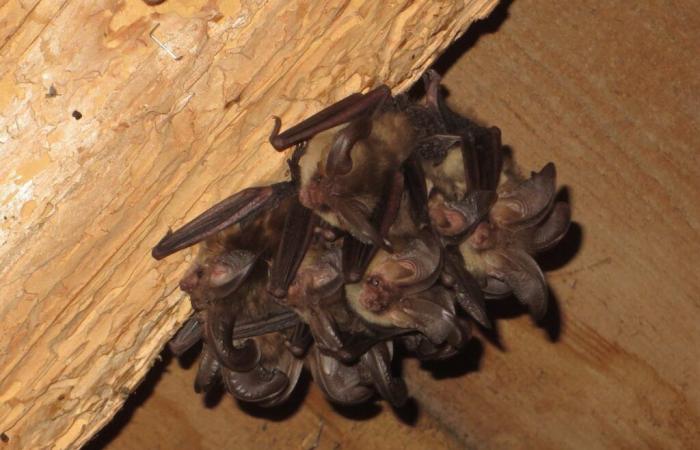 A human chain on Saturday in the Chaindon temple to refurbish the bat dormitory