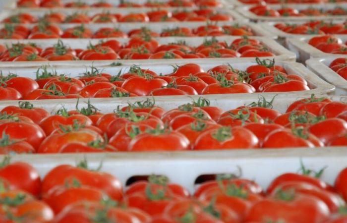 Moroccan exports to the EU: how the tomato is resisting