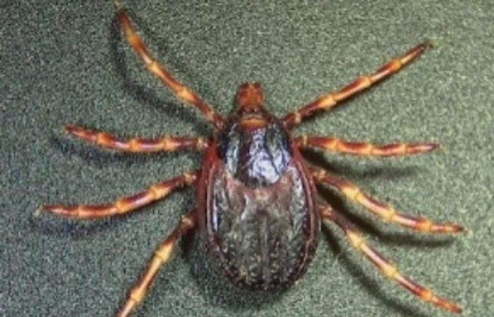 Ticks in cattle farming: Crimean-Congo hemorrhagic fever in 3 questions