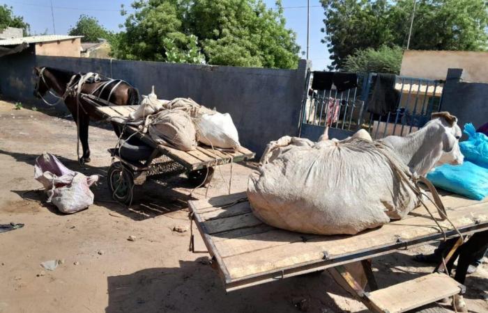 A Gendarmerie Operation Dismantles a Network of Livestock Thieves