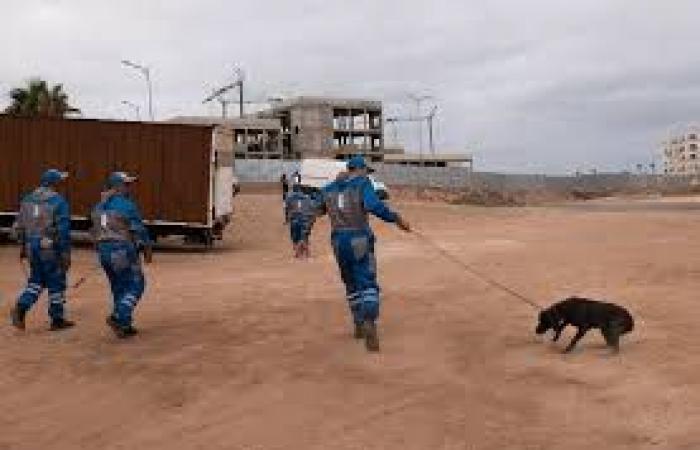 Violence – The American NGO “In Defense of Animals” denounces the slaughter of stray dogs in Morocco