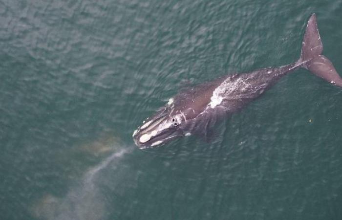 Drones to inventory injuries in right whales