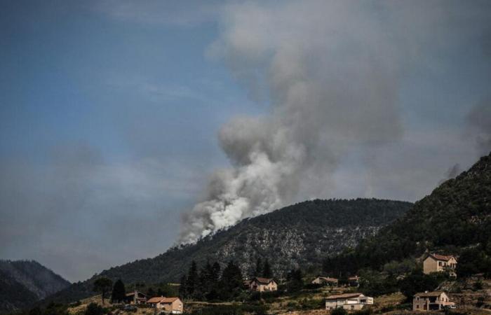 How the forests of the La Colle Noire massif regenerated after a devastating fire