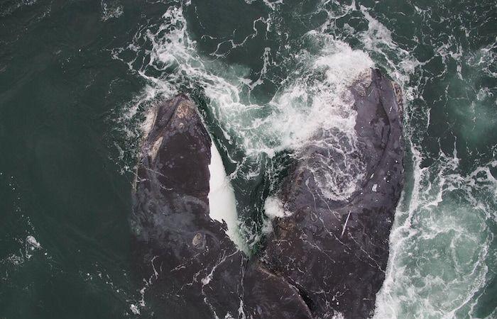 Drones to inventory injuries in right whales