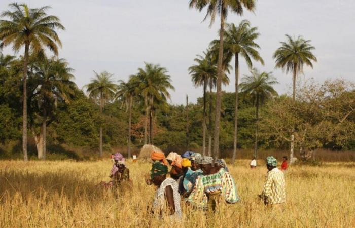 In Senegal, fortified rice for school canteens in rural areas