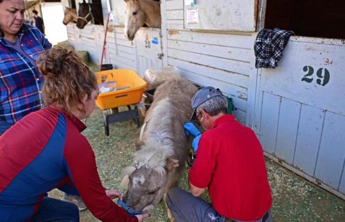 Horses, dogs, rabbits: the Los Angeles fires also traumatize animals