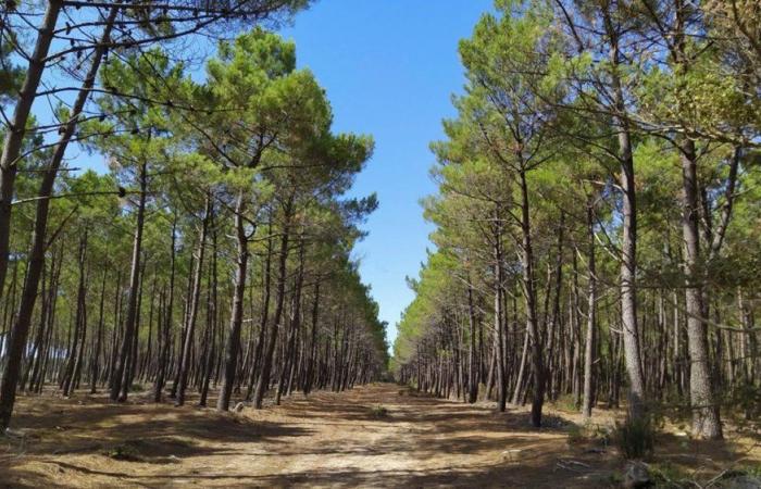 ANEF denies allegations of destruction of pine plants in Nador