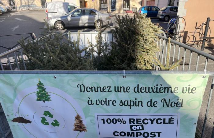 Gap: final stretch to drop off your trees