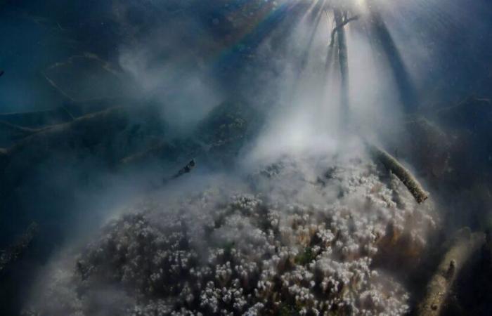 A Polynesian association mobilizes 33 countries to confirm the synchronized spawning of “porites rus” corals