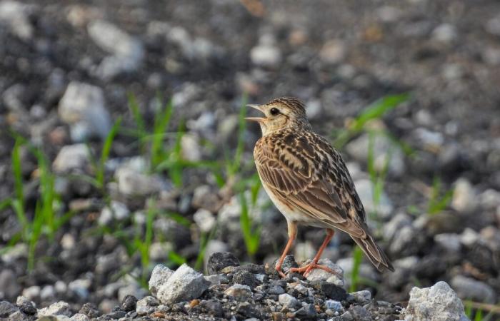 Biodiversity: help count garden birds at the end of January