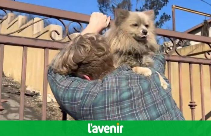 Fires in Los Angeles: after 5 days of fear and waiting, a disaster victim is emotionally reunited with his dog Oreo (videos)