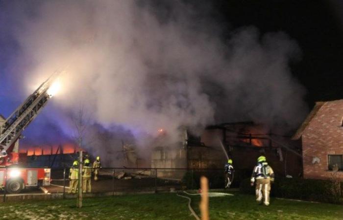 17 horses die in serious fire at breeding farm, owner sustains burns in attempt to save top animals (Waasmunster)