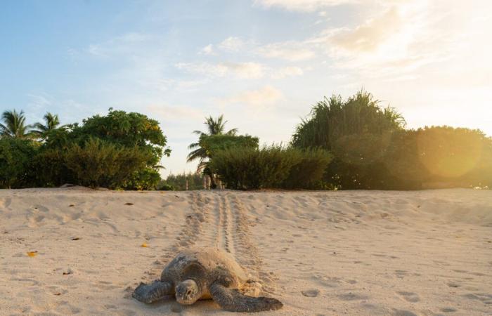 Halfway through the nesting season, nearly 1,500 baby turtles have already returned to the ocean in Tetiaroa