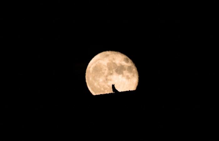 Tonight, the sky over Milan will light up for the full wolf moon.