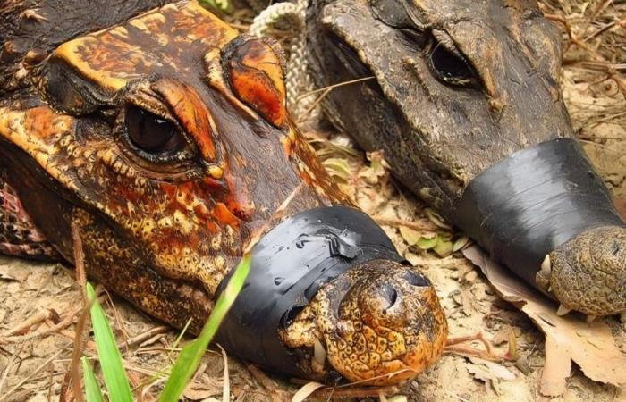 These evolving orange crocodiles are becoming a new species ????