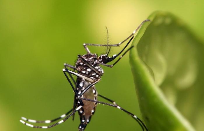 Genetically modified mosquitoes to control diseases