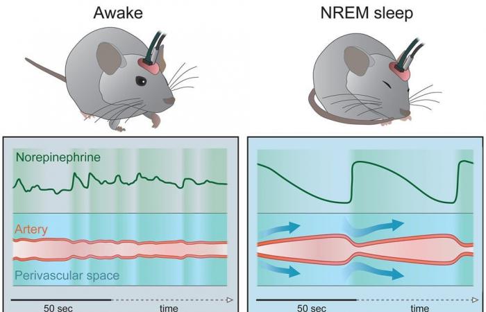 Mice experiment reveals how the brain “cleans” itself during sleep