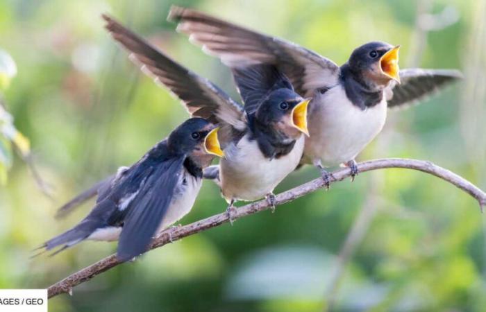 From frequencies to the beak: the secrets of bird songs revealed by a study