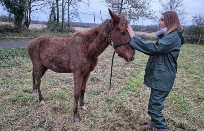 they mobilize to save a foal in danger of death