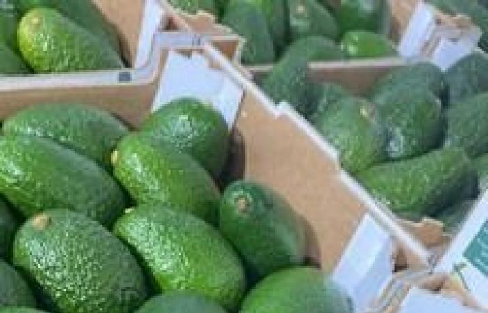 “Mango and avocado face low prices, but the market still finds a balance”