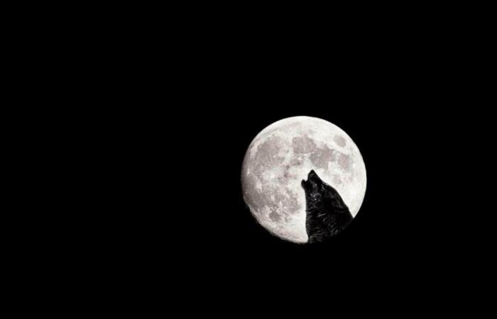 Get ready to look up!: A rare sight: the “Wolf Moon” and Mars will meet you this evening!