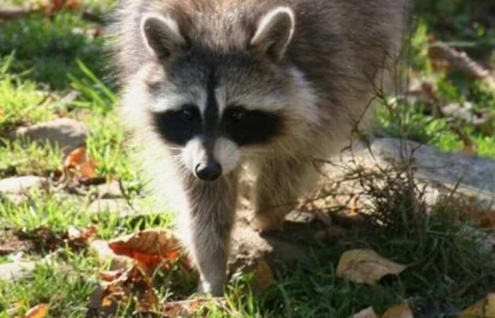 A case of raccoon rabies in Estrie: the population urged to exercise caution