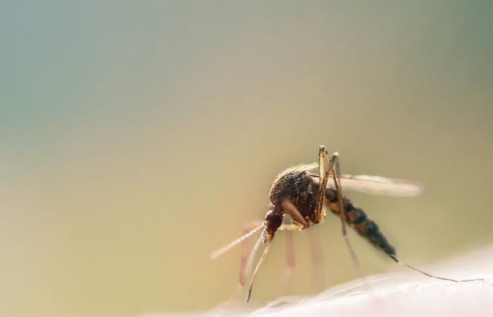 Dengue cases “clearly increasing” at the start of the year in fenua • TNTV Tahiti Nui Télévision