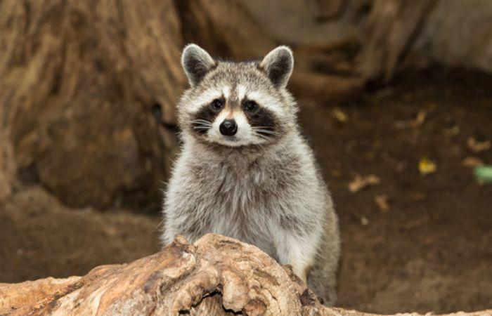 A case of raccoon rabies confirmed in Estrie – M105 – FM 104.9