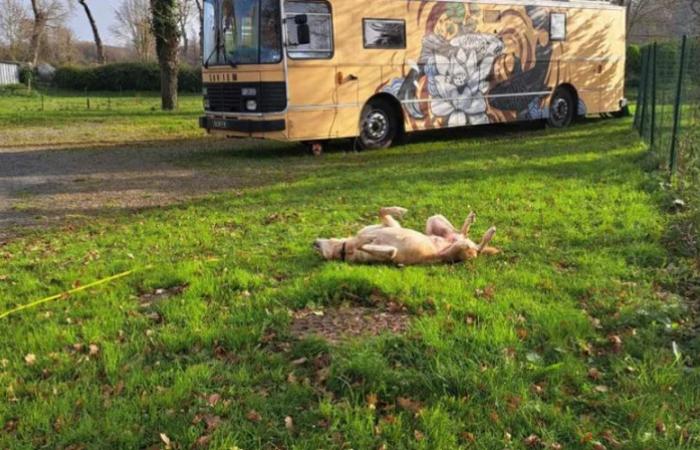 They want to tour Europe by bus and break down: a family has been living at a rest area for 6 months