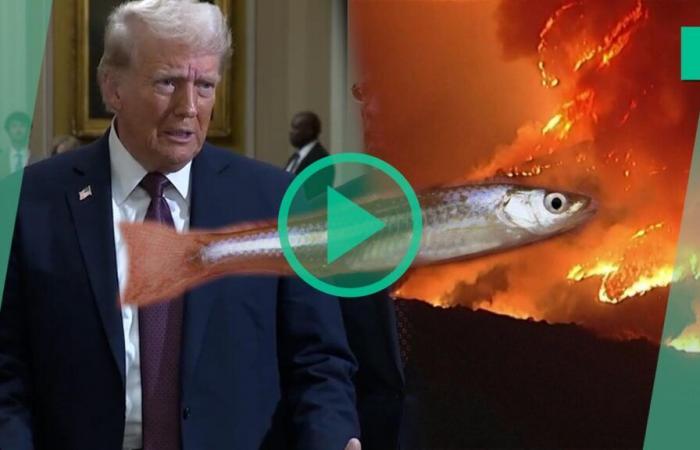 why Donald Trump accuses a small fish of being responsible