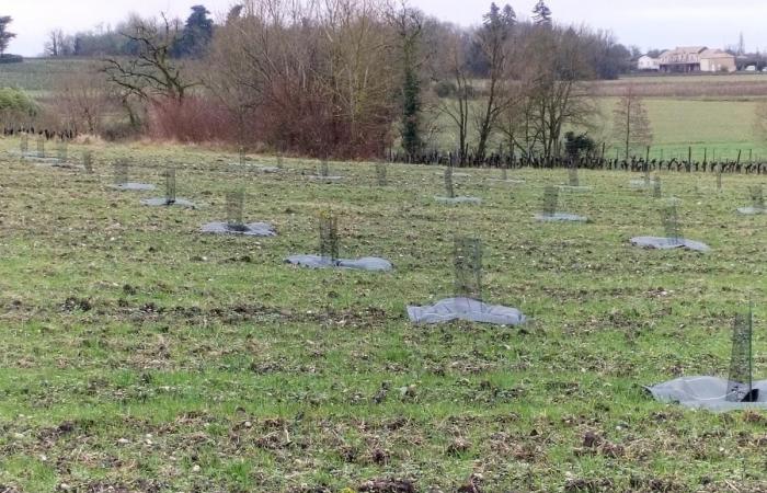 In Haute Gironde, winegrowers are considering starting the truffle harvest