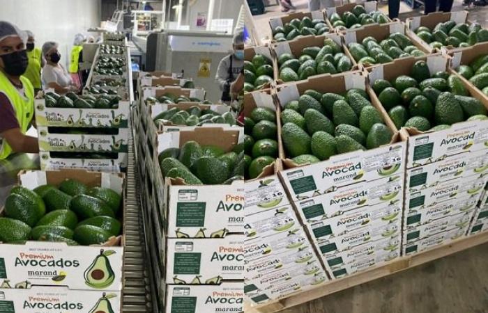 “Mango and avocado face low prices, but the market still finds a balance”