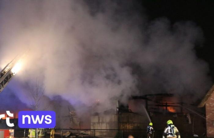 A fire devastates a stud farm in Waasmunster: at least 17 horses lost their lives