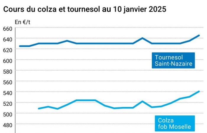 COTidienne | Oilseeds market from January 10, 2025 – Rapeseed prices on Euronext supported by oil and the USDA report