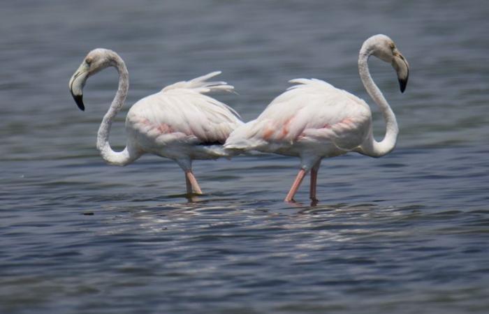 Indian ambassador showcases winged envoys of oman