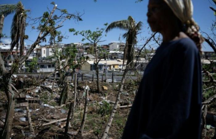 The flora and fauna of Mayotte devastated, like “an explosion that blew everything away”: News