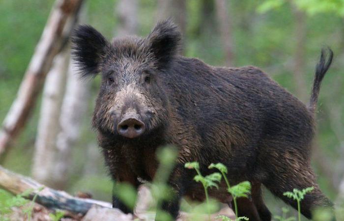 Wild boar, damage and venison: Tarn-et-Garonnais hunters on alert facing a record year